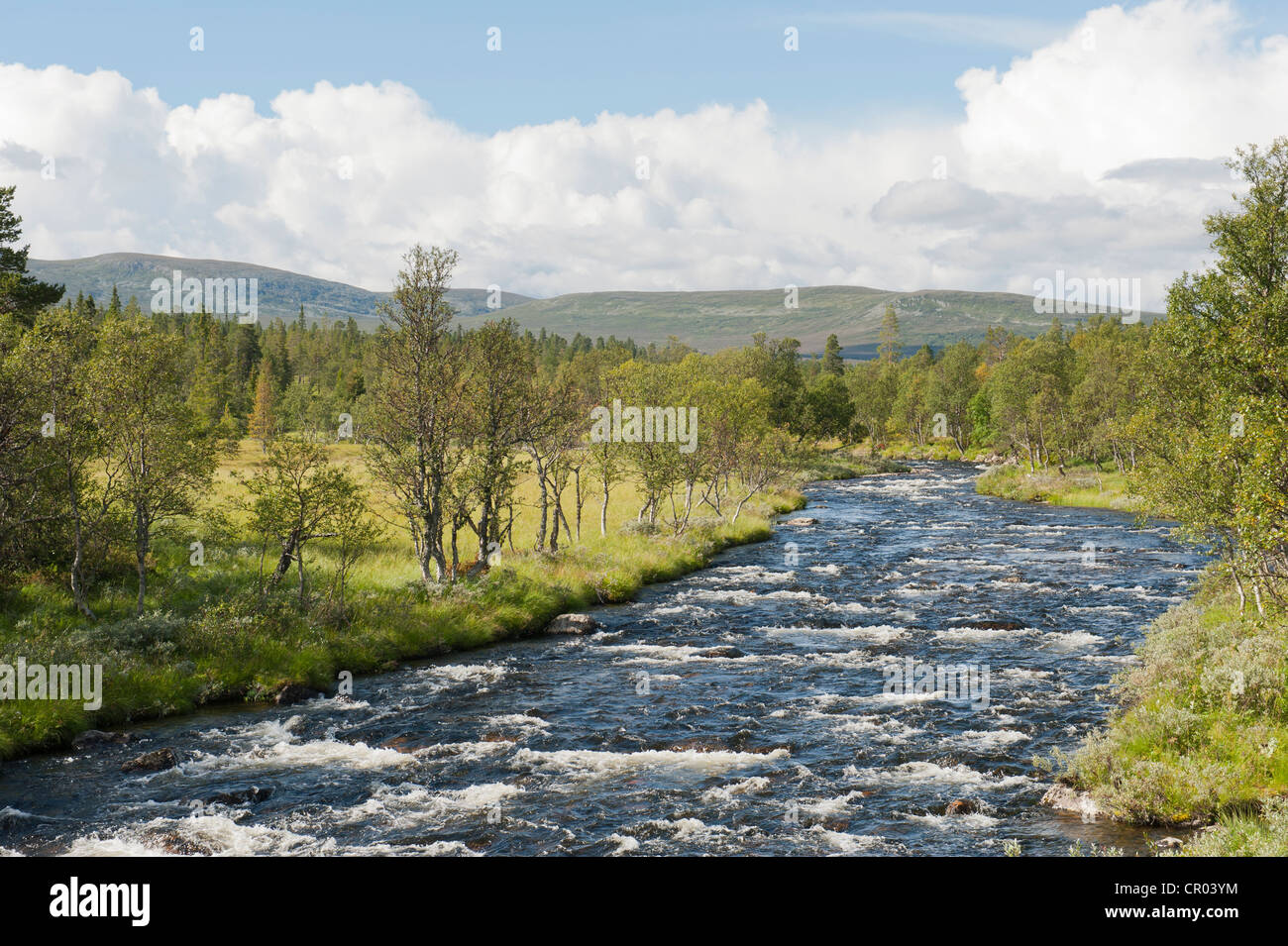 Désert, Groevlan Langfjaellet avec river Rapids, près de la réserve naturelle, Groevelsjoen province de Dalarna, Suède, Scandinavie Banque D'Images