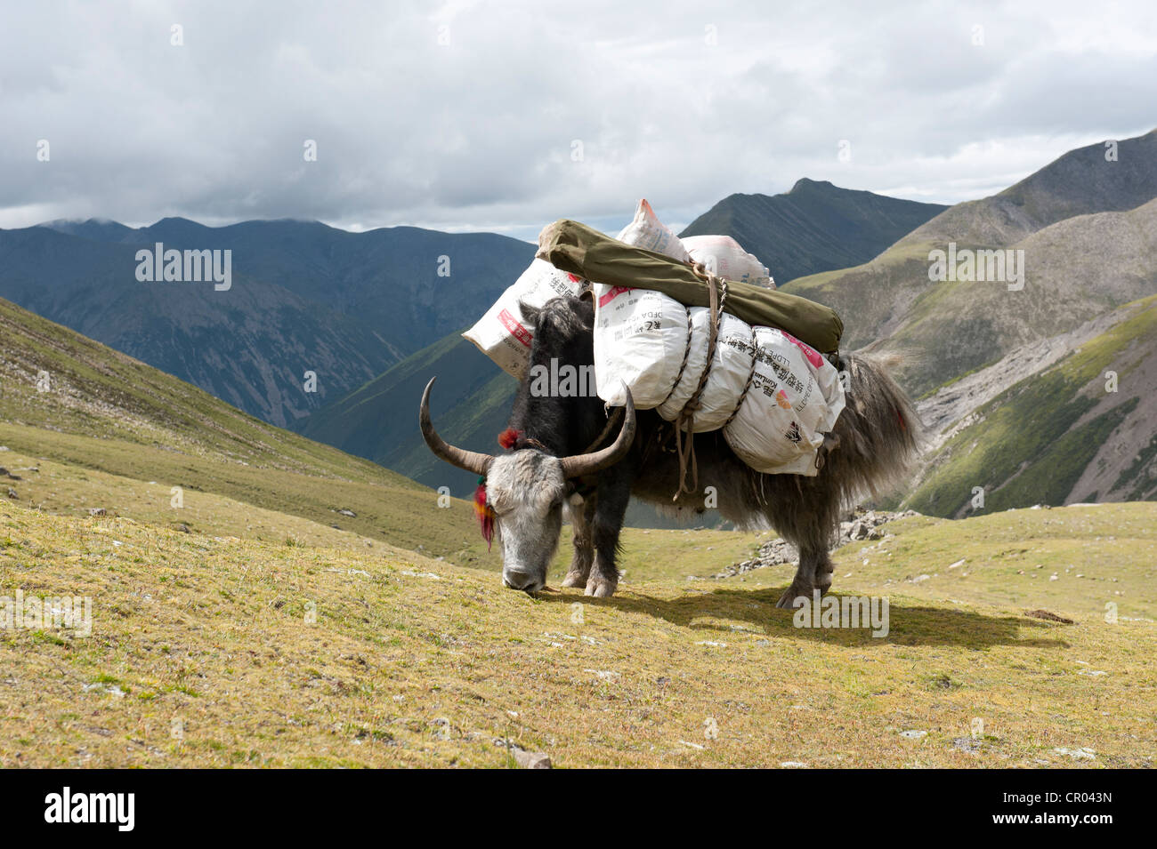Yak chargé (Bos mutus) pâturage sur la prairie en face de hautes montagnes, près de l'Himalaya, Col Chitu-La Banque D'Images