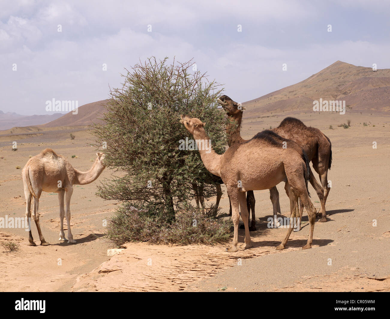 Trois dromadaires ou chameaux d'Arabie (Camelus dromedarius), le pâturage dans le désert rocheux de la vallée du Draa, près d'Agdz, Maroc Banque D'Images