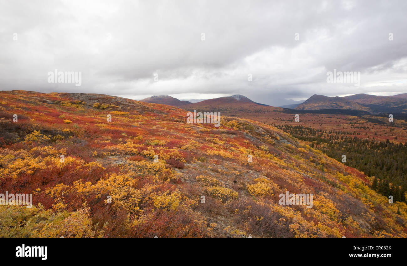 La toundra Subalpine, été indien, automne, près de Fish Lake, Yukon Territory, Canada Banque D'Images