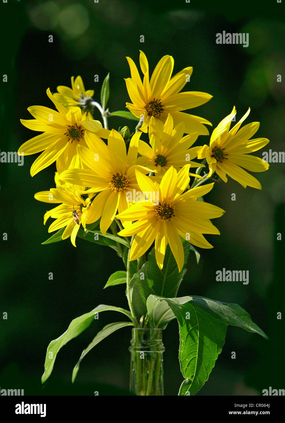 Le topinambour (Helianthus tuberosus), fleurs Banque D'Images