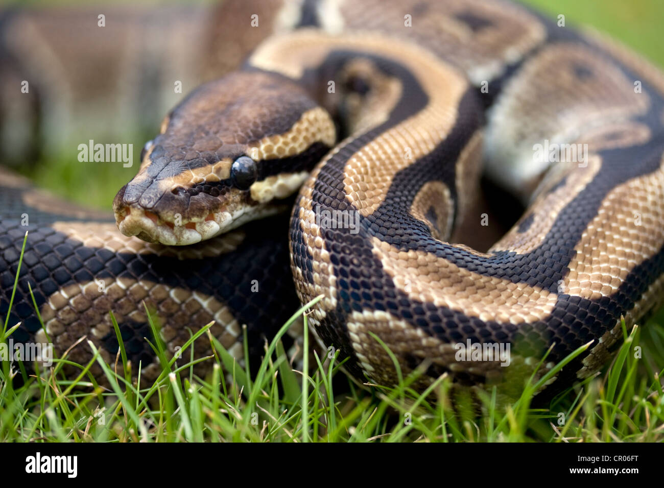PYTHON ROYAL Python regius, photographiés sous lumière naturelle dans Lincoln, Lincolnshire, Angleterre, RU Banque D'Images