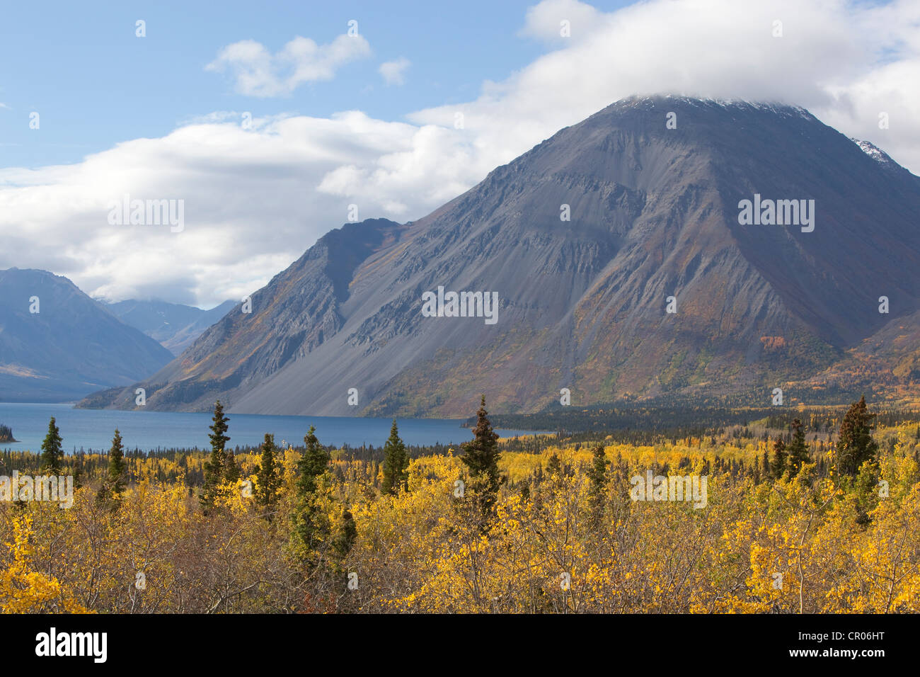 L'été indien, les feuilles en couleurs d'automne, le lac Kathleen, St, Elias, et la Réserve de parc national Kluane, Yukon Banque D'Images