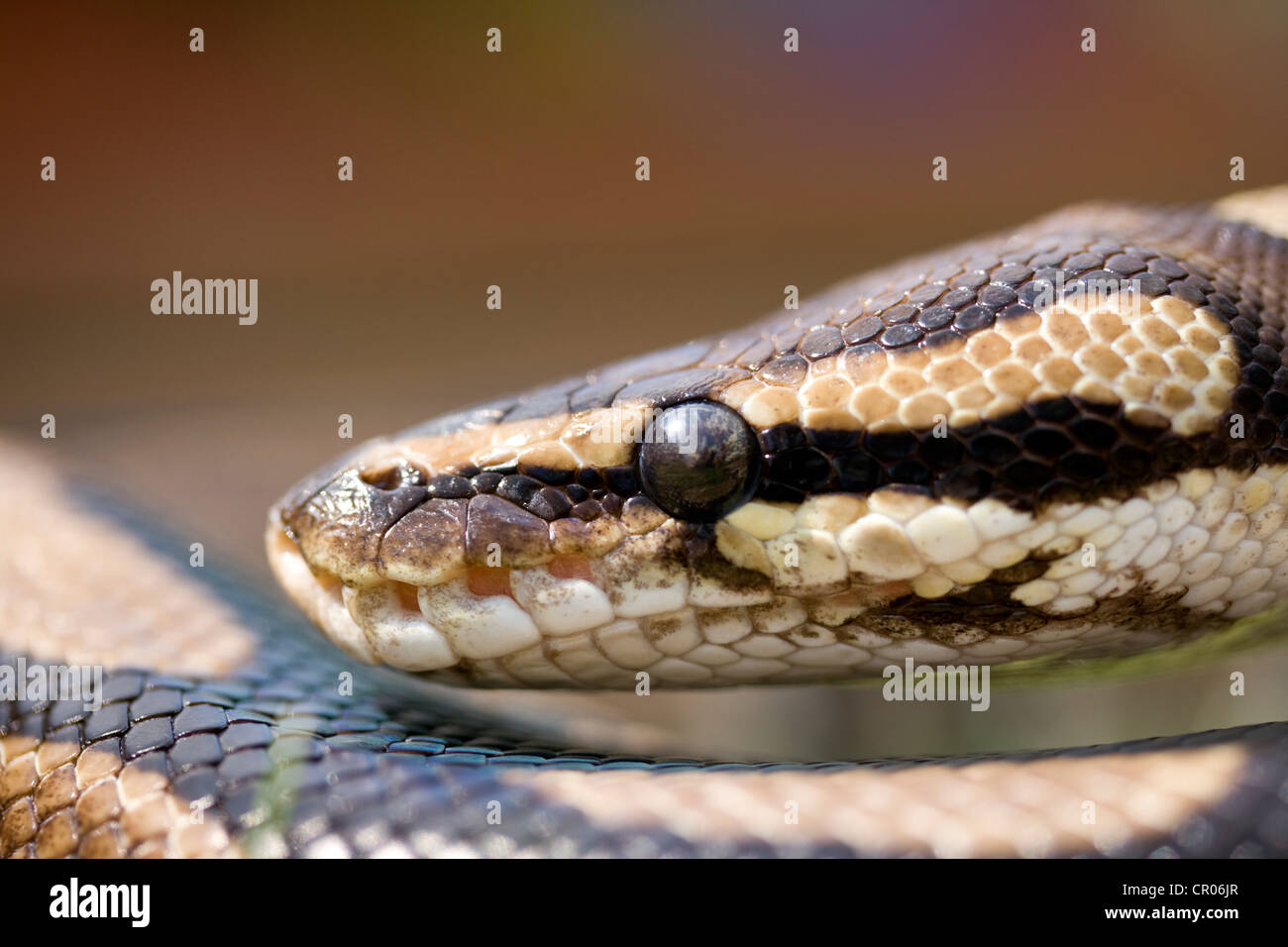 PYTHON ROYAL Python regius, photographiés sous lumière naturelle dans Lincoln, Lincolnshire, Angleterre, RU Banque D'Images