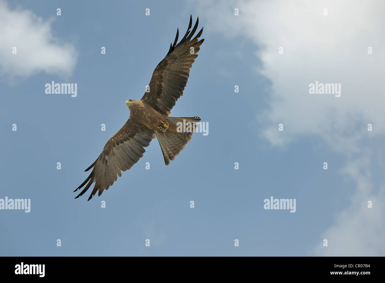 Milan noir (Milvus migrans), château du landskron, une station ornithologique de rapaces, Carinthie, Autriche, Europe Banque D'Images