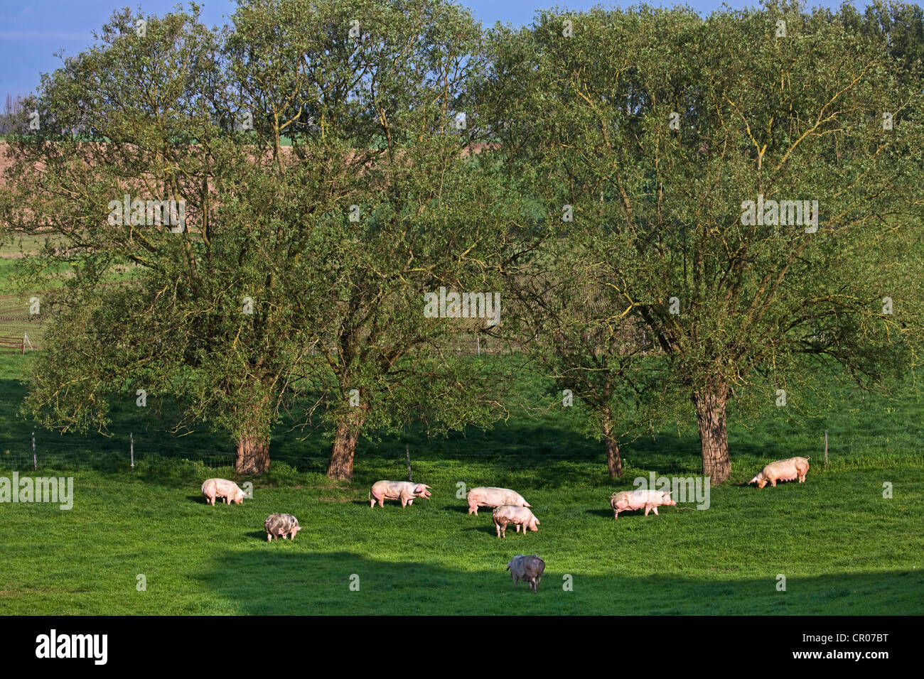 Les porcs domestiques (Sus domesticus / Sus scrofa domesticus) le pâturage dans le domaine entre les arbres, Belgique Banque D'Images