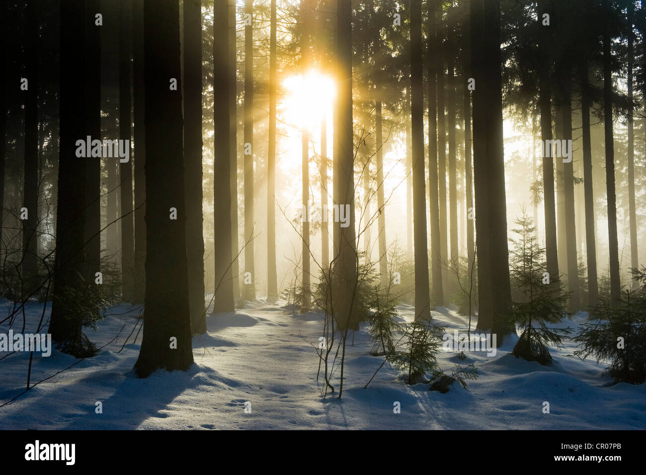 Forêt de pins couverts de neige avec le soleil, Forêt Noire, Bade-Wurtemberg, Allemagne, Europe Banque D'Images