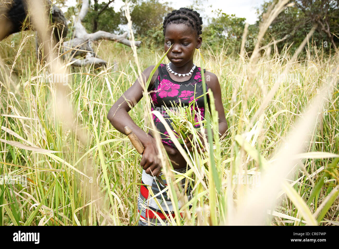 Kambou Tangba, 17 ans, travaille dans un champ de riz dans le village de Kirkpadouo, région du Zanzan, Côte d'Ivoire Banque D'Images