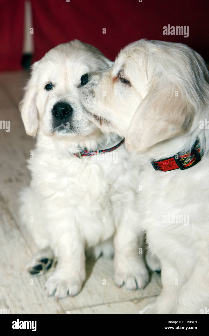 Chiot Golden Retriever de couleur platine. 48 jours les jeunes. Banque D'Images