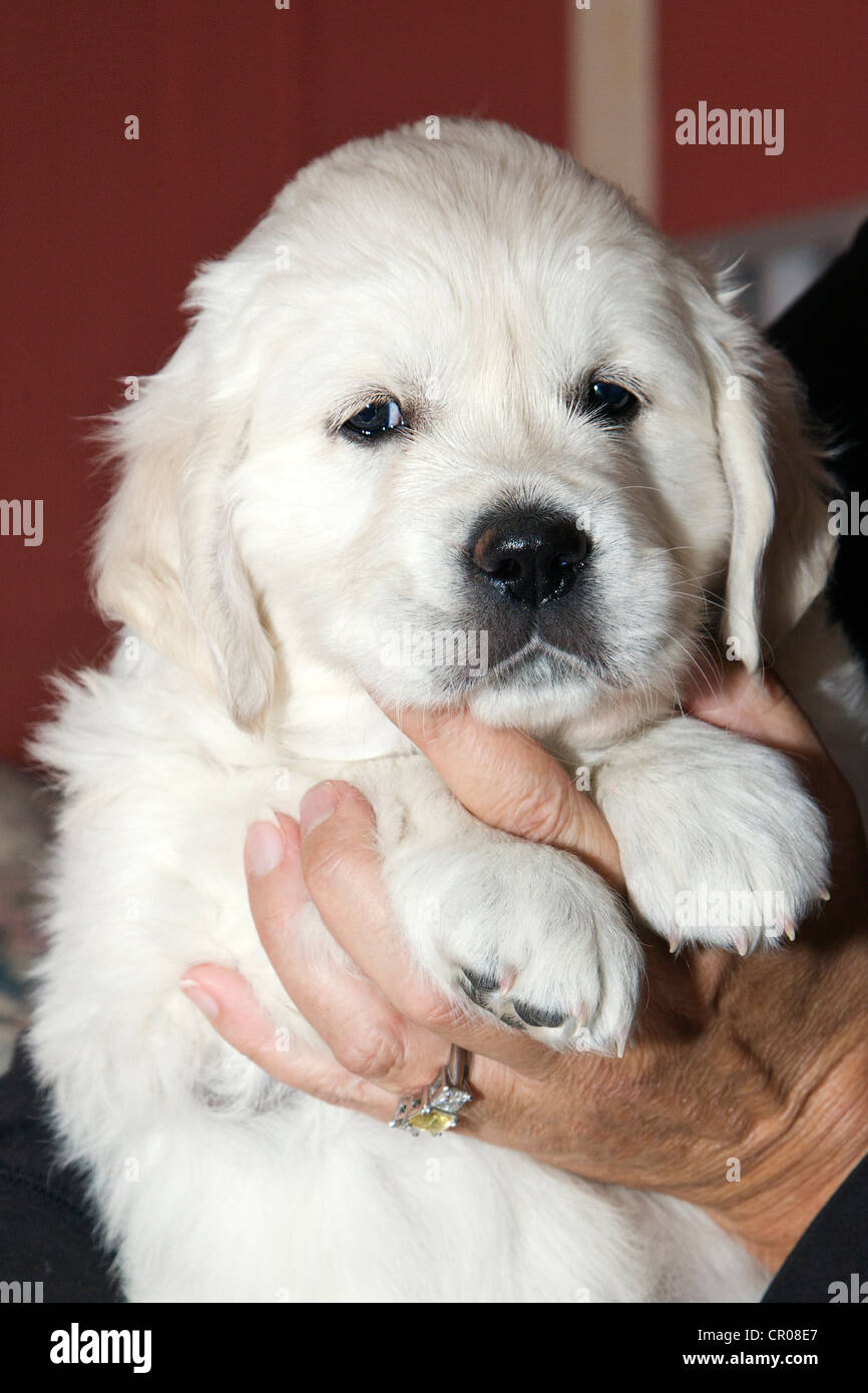 Chiot Golden Retriever de couleur platine. 48 jours les jeunes. Banque D'Images