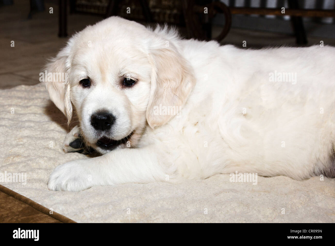 Chiot Golden Retriever de couleur platine. 48 jours les jeunes. Banque D'Images
