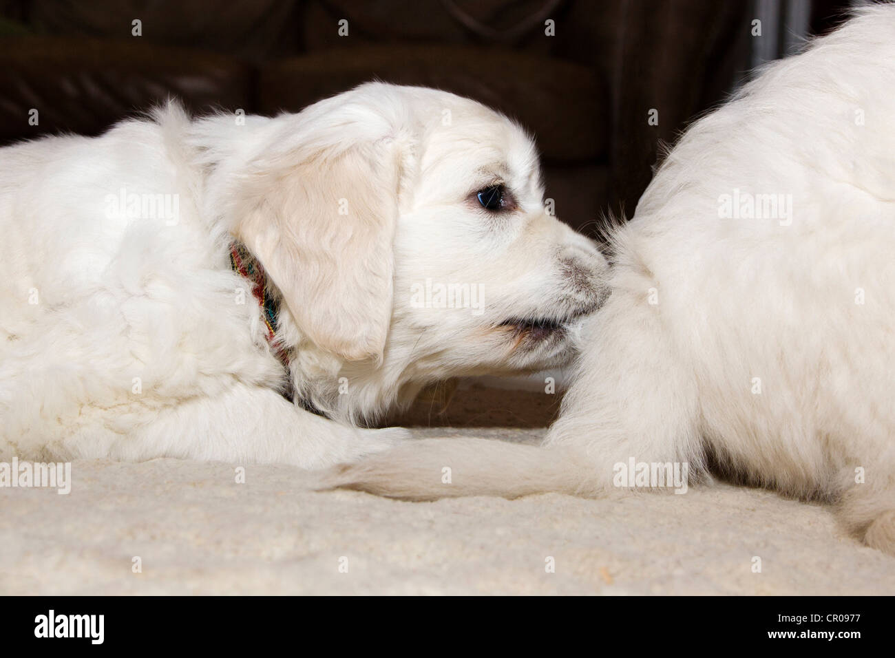 Chiot Golden Retriever de couleur platine. 48 jours les jeunes. Banque D'Images