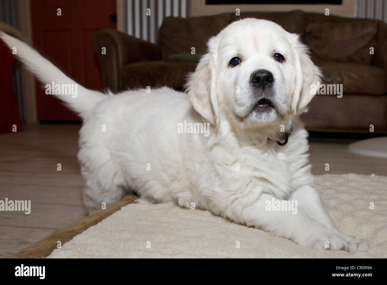 Chiot Golden Retriever de couleur platine. 48 jours les jeunes. Banque D'Images