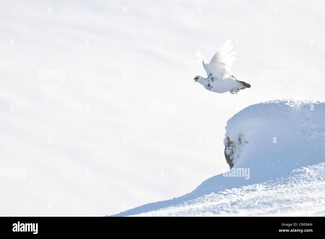 Le lagopède alpin (Lagopus mutus) mâles adultes en vol, dans la montagne enneigée paysage. Le Parc National de Cairngorms, en Écosse. Février. Banque D'Images