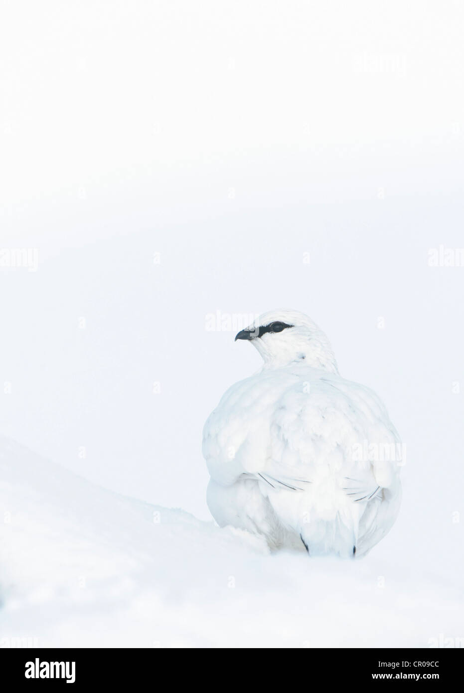 Le lagopède alpin (Lagopus mutus) femelle adulte en plumage d'hiver, dans la montagne enneigée paysage. Le Parc National de Cairngorms, en Écosse. Banque D'Images