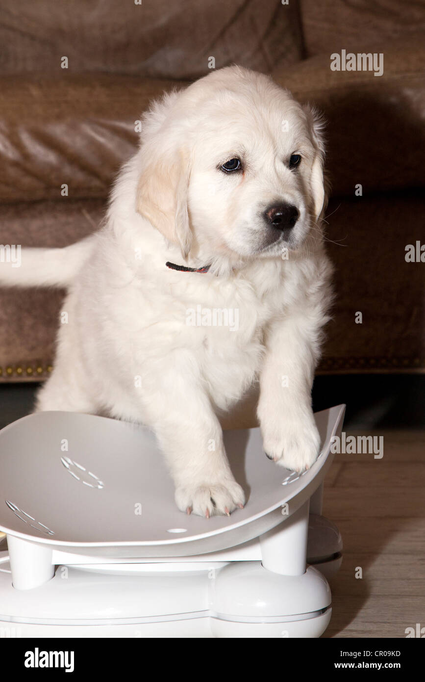 Chiot Golden Retriever de couleur platine. 48 jours les jeunes. Banque D'Images