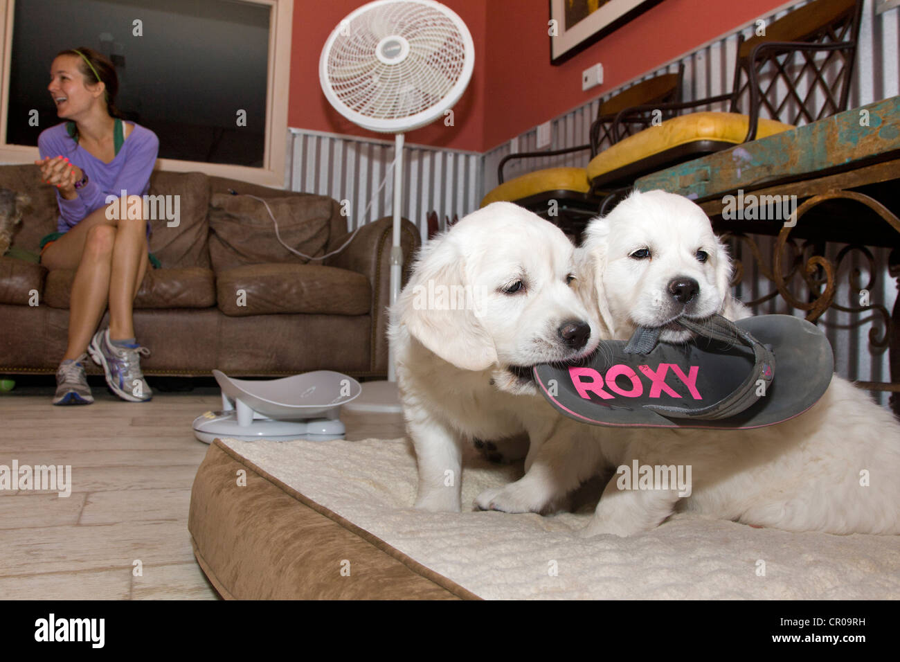 Chiots Golden Retriever de couleur platine. 48 jours les jeunes. Banque D'Images