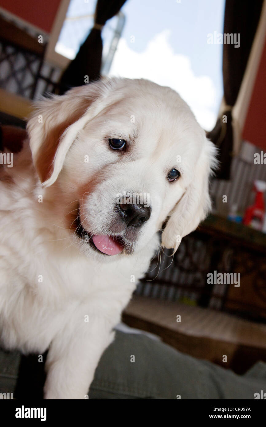 Chiot Golden Retriever de couleur platine. 48 jours les jeunes. Banque D'Images