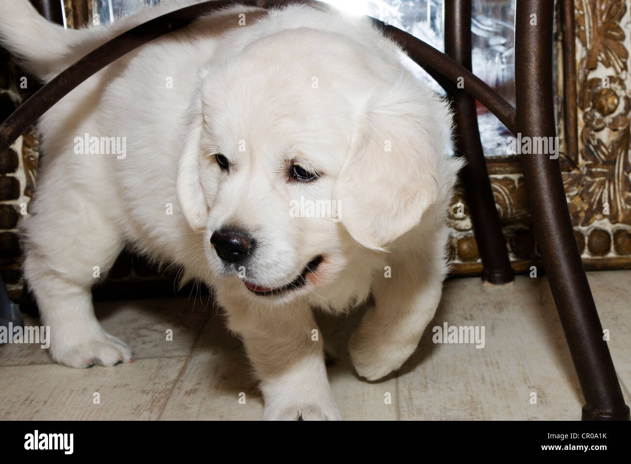 Chiot Golden Retriever de couleur platine. 48 jours les jeunes. Banque D'Images
