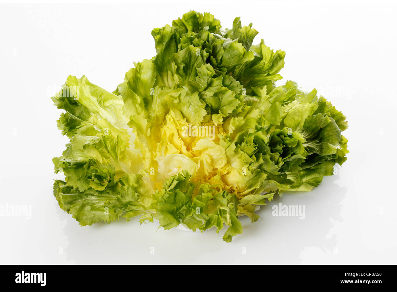 L'endive (Cichorium endivia) Banque D'Images