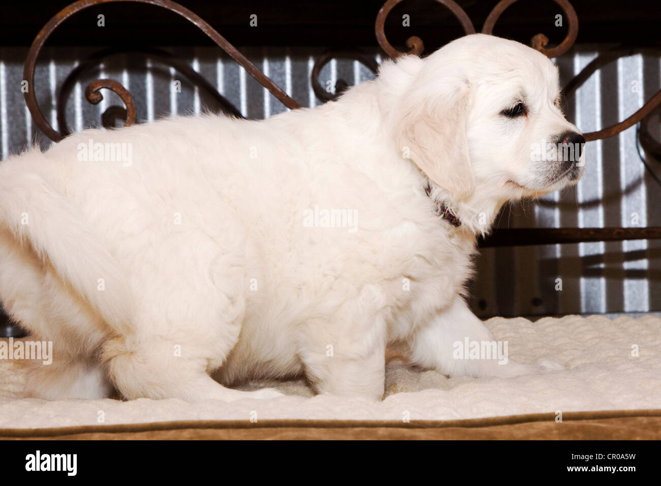 Chiot Golden Retriever de couleur platine. 48 jours les jeunes. Banque D'Images