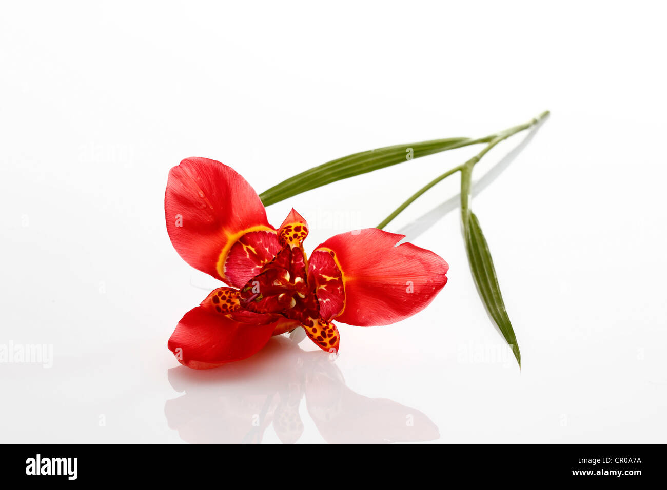 Tiger Lily (Lilium lancifolium) Banque D'Images