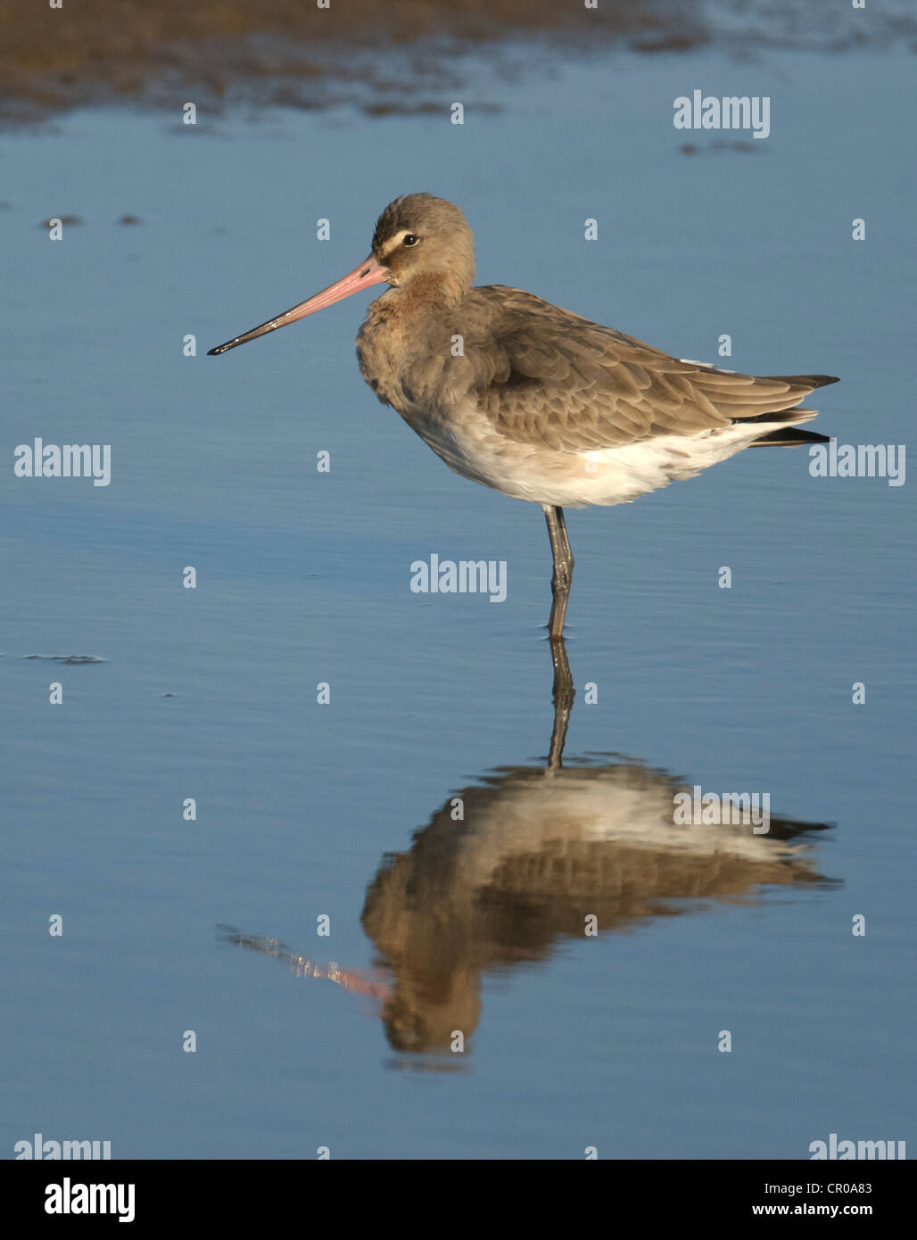 Barge à queue noire (Limosa limosa) adulte en plumage d'hiver debout dans lagon peu profond sur la côte nord du comté de Norfolk. Mars. Banque D'Images