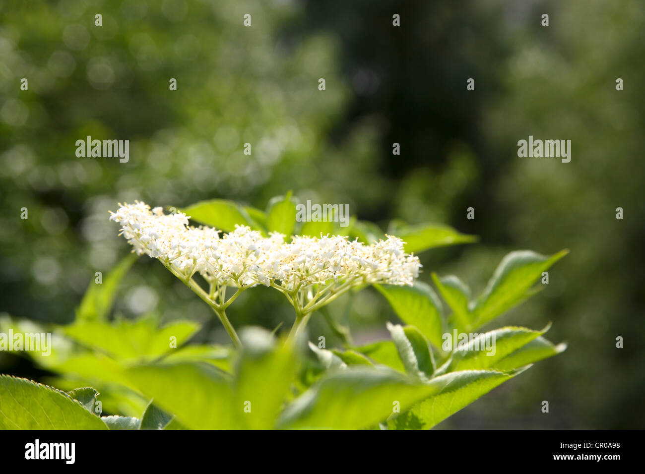 Fleurs en fleurs Banque D'Images