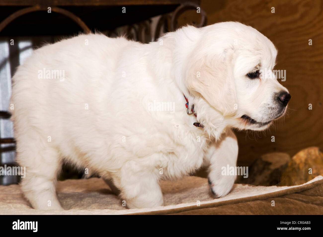 Chiot Golden Retriever de couleur platine. 48 jours les jeunes. Banque D'Images