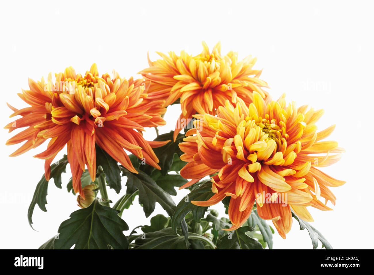 Chrysanthemum Indicum Banque d'image et photos Alamy