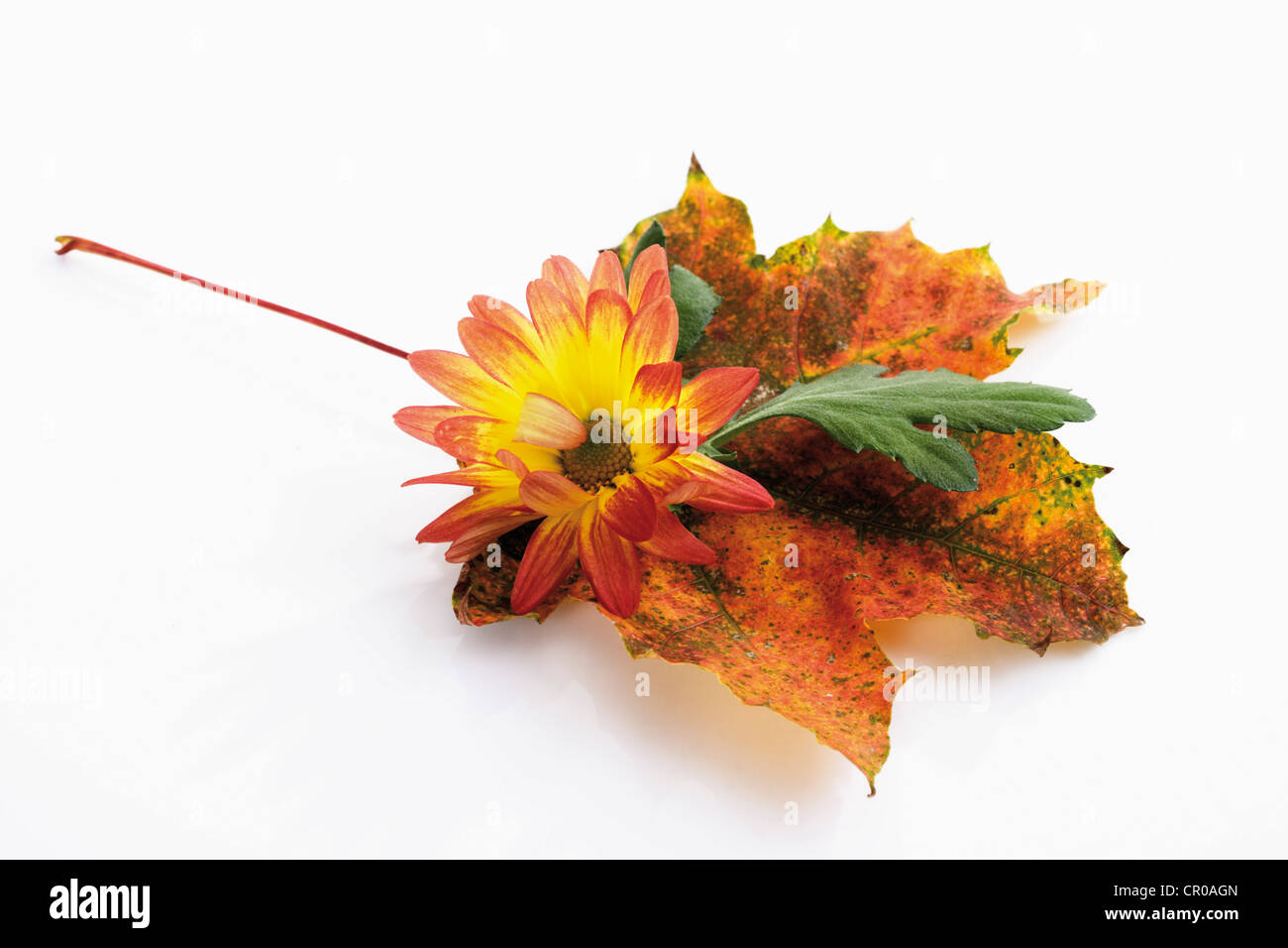 Chrysanthème (Chrysanthemum) avec feuille d'automne Banque D'Images