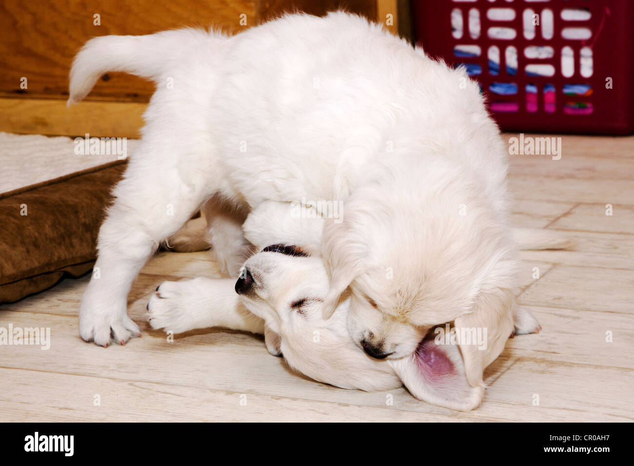 Chiot Golden Retriever de couleur platine. 48 jours les jeunes. Banque D'Images