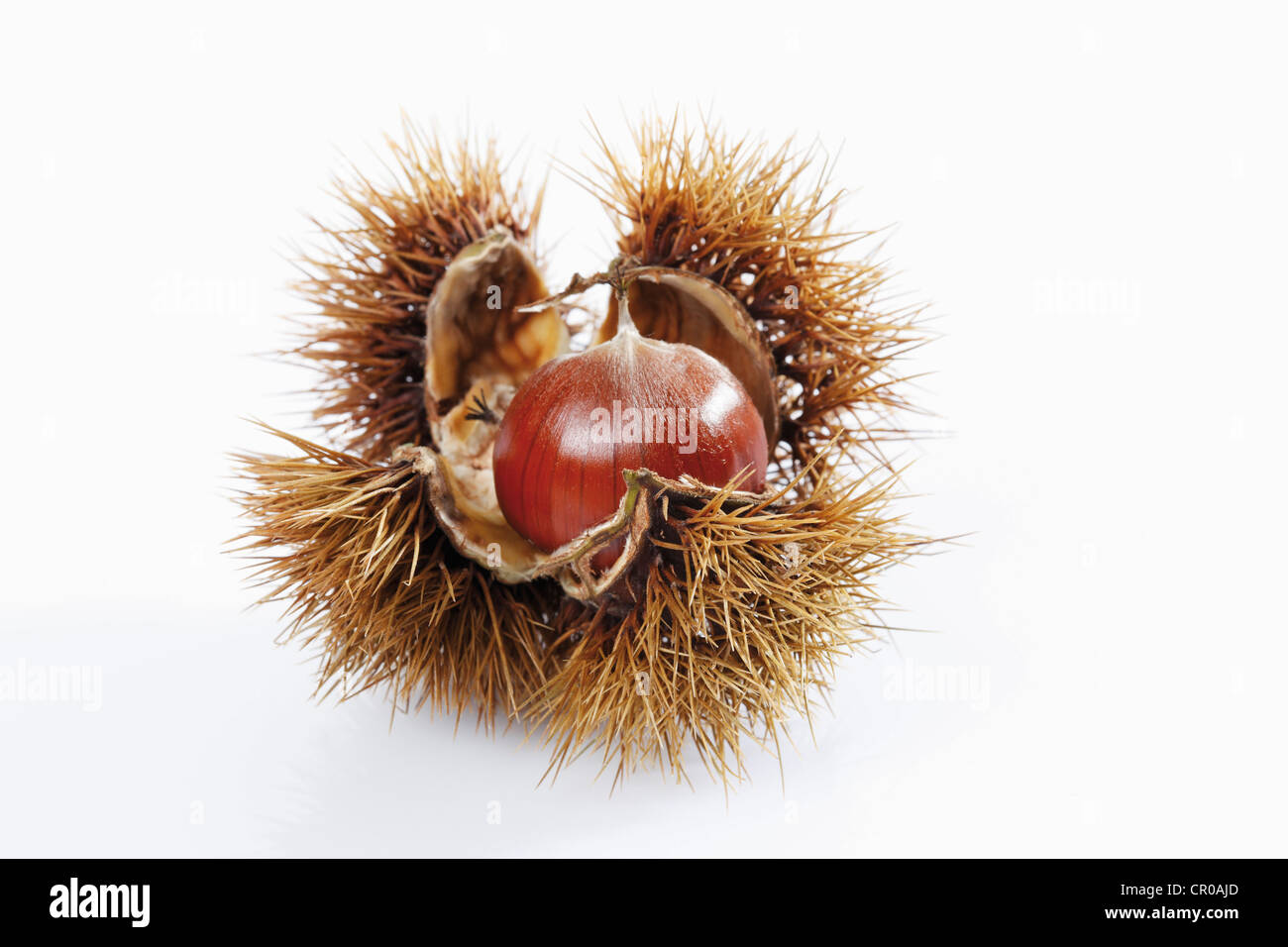 Les châtaignes, noix comestibles, le châtaignier (Castanea sativa) Banque D'Images