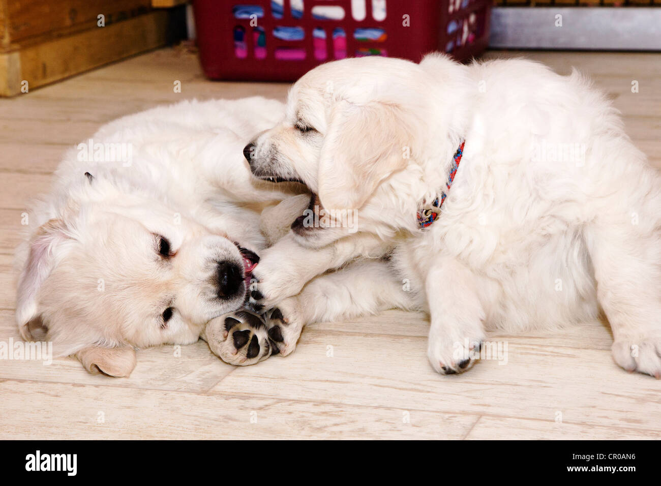 Chiot Golden Retriever de couleur platine. 48 jours les jeunes. Banque D'Images