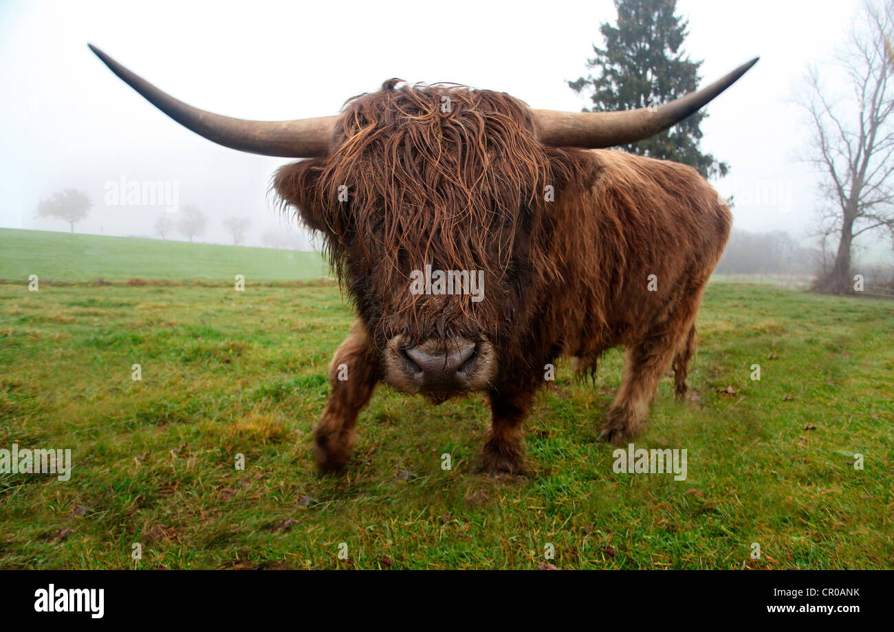 Scottish Highland bovins (Bos primigenius f. taurus), Allgaeu, Bavaria, Germany, Europe Banque D'Images