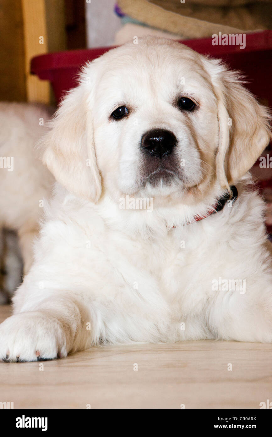 Chiot Golden Retriever de couleur platine. 48 jours les jeunes. Banque D'Images