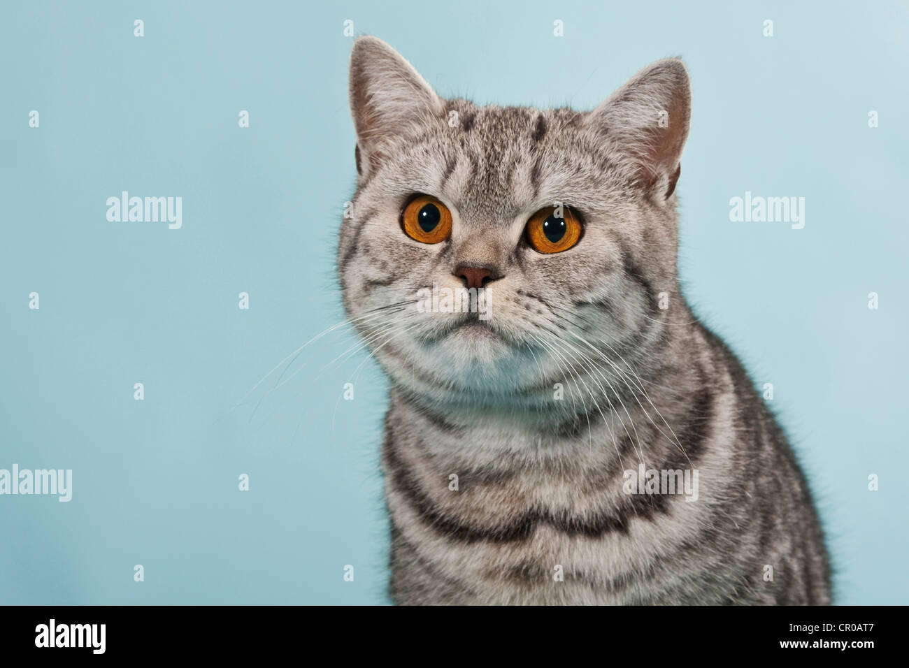 British Shorthair tabby, chat mâle, portrait Banque D'Images