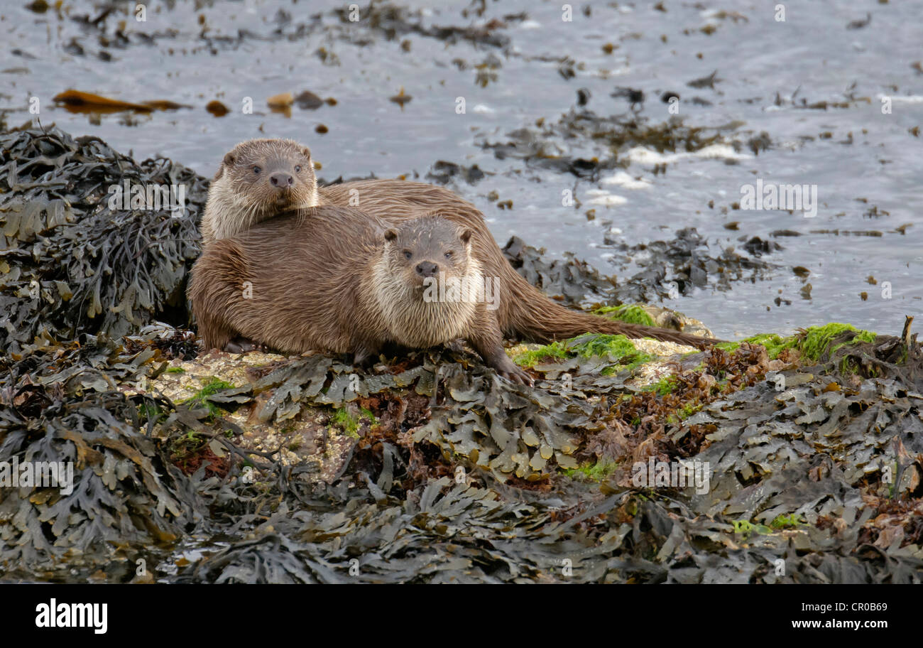 Deux d'eurasie des loutres (Lutra lutra) sur le bord de mer, mère et le bien-connu cub. Îles Shetland. De juin. Banque D'Images