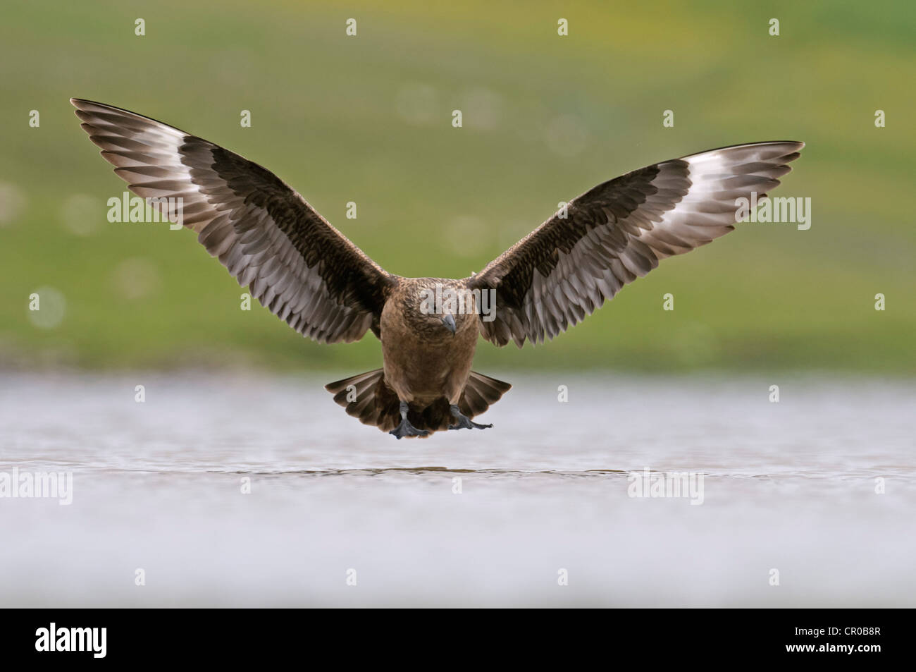 Grand labbe Stercorarius skua ou bonxie (adultes) L'atterrissage sur le loch d'eau douce. Îles Shetland. De juin. Banque D'Images