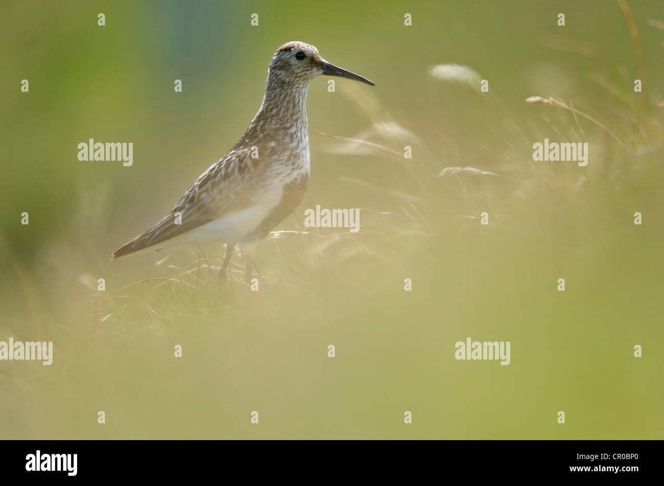 Le Bécasseau variable (Calidris alpina) adulte en plumage nuptial sur la lande. Îles Shetland. De juin. Banque D'Images