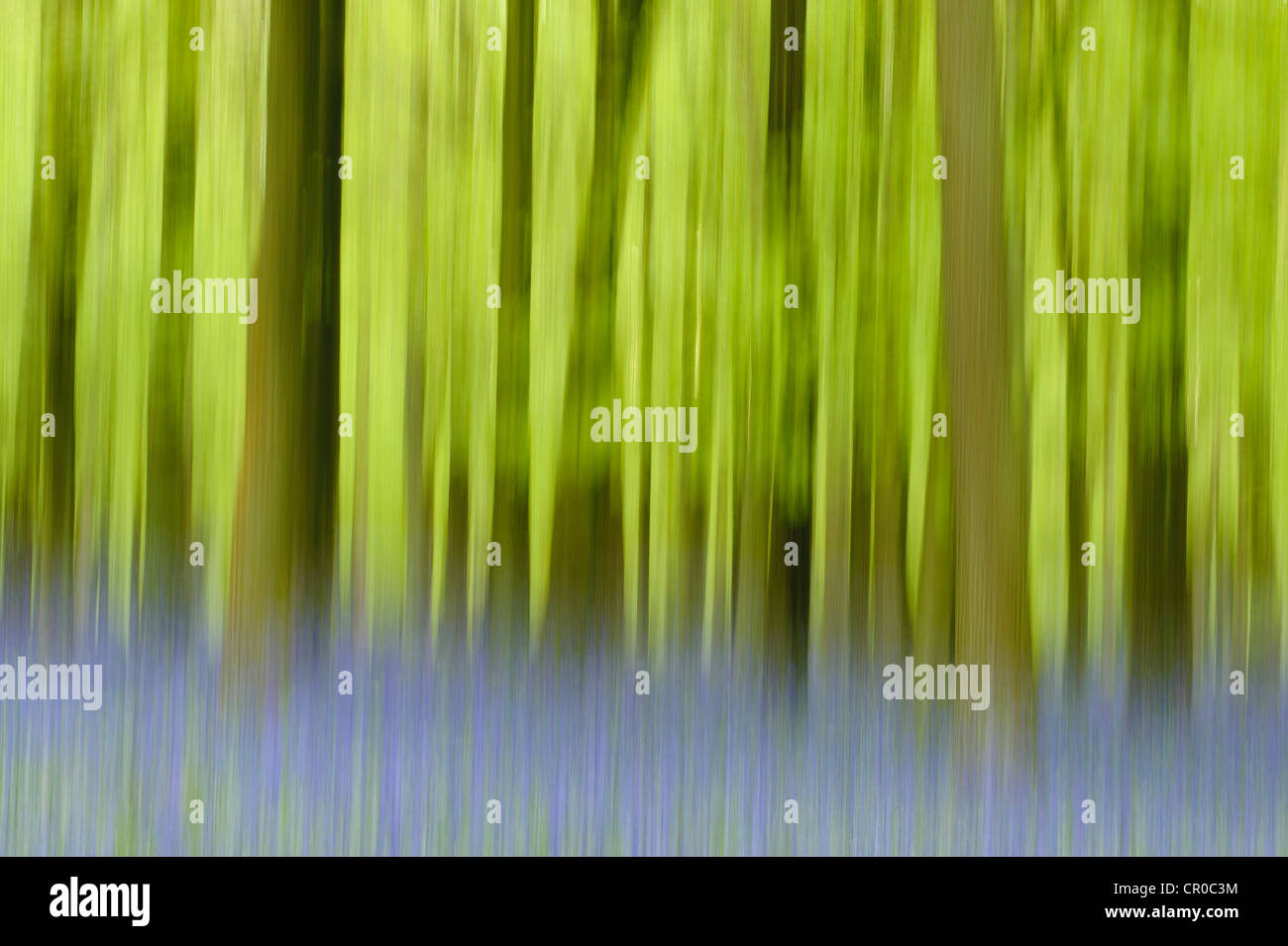 Impression photographique de bois bluebell au printemps. Forêt de Ashridge dans le Hertfordshire, en Angleterre. Mai. Banque D'Images