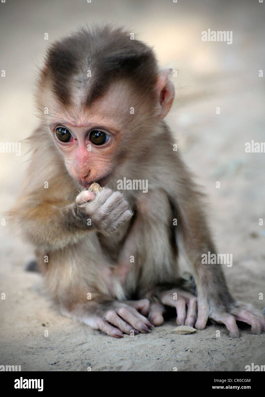 Cochon Bebe Macaque Macaca Nemestrina Bebe Singe En Captivite Laos Asie Du Sud Est Photo Stock Alamy