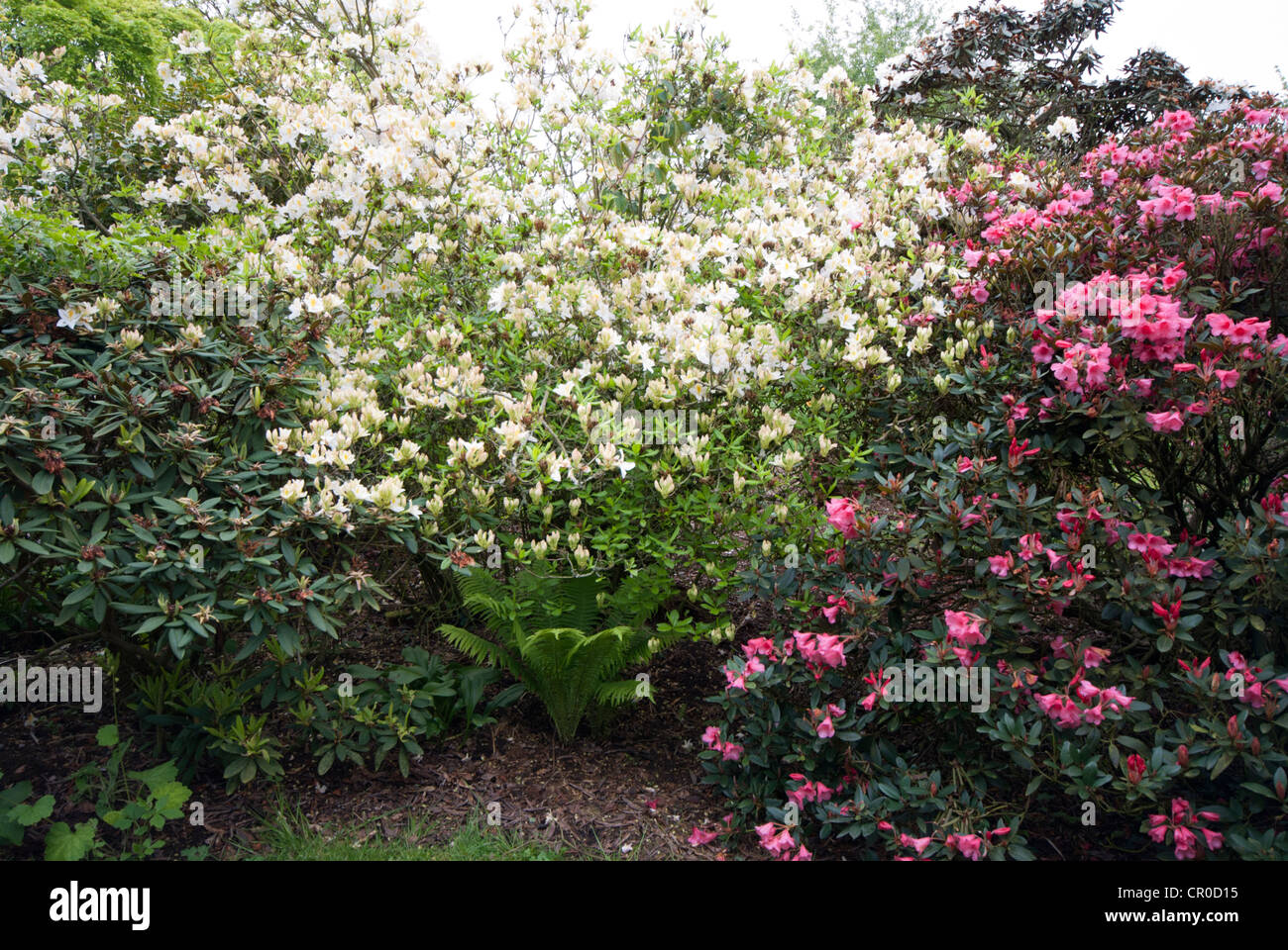 L'Azalea Fleurs Banque D'Images