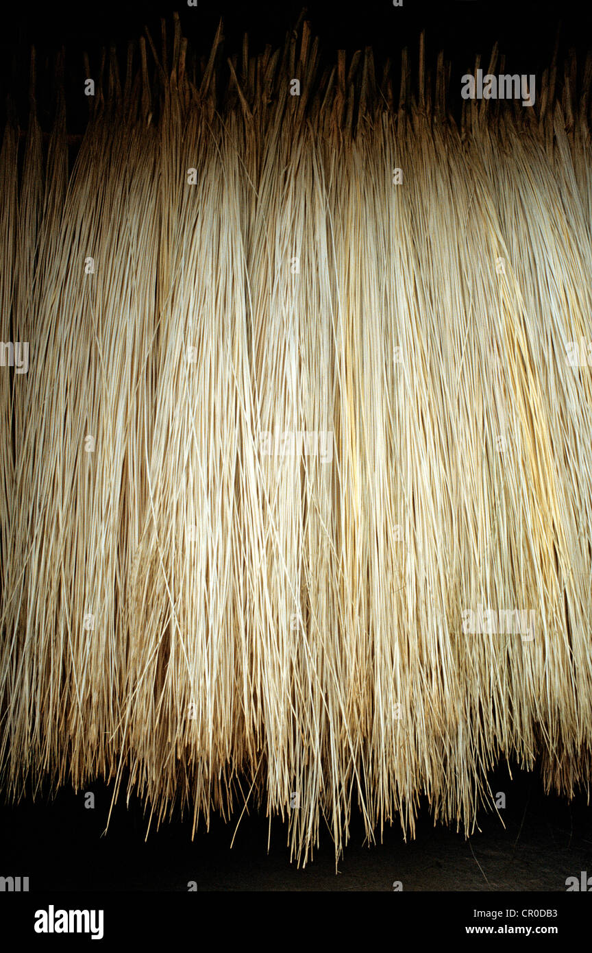 Le Mexique, l'état du Yucatan, Becal, fibre de palme du Panama utilisés  dans le processus de fabrication des chapeaux Photo Stock - Alamy
