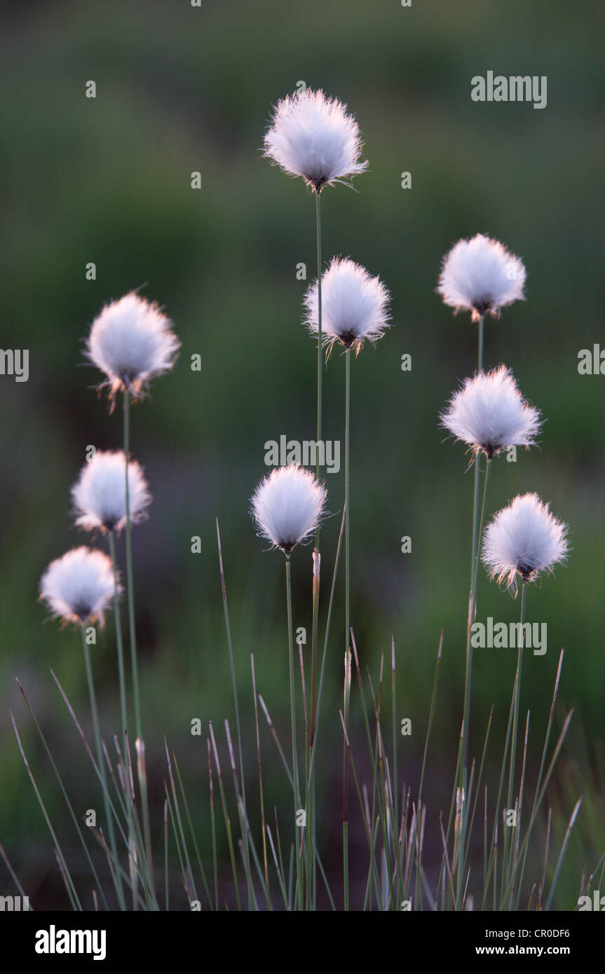 Hare's tail-Linaigrettes Linaigrette à buttes, à gaine, Cottonsedge (Eriophorum vaginatum), de l'Ems, l'Allemagne, de l'Europe Banque D'Images