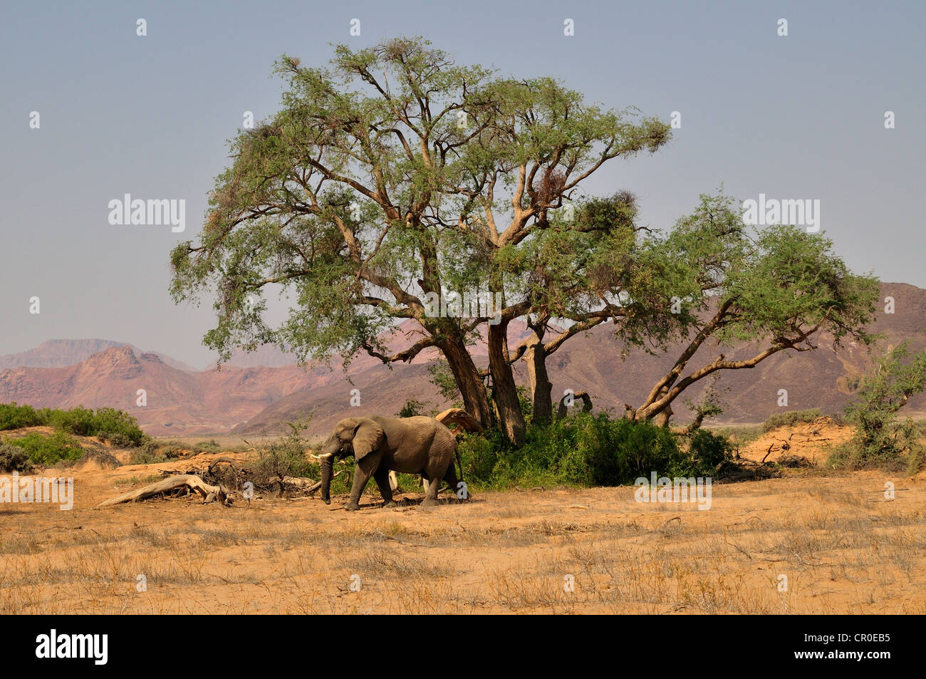 Desert Elephant (Loxodonta africana) dans la rivière Huab sèche, Damaraland, Namibie, Afrique Banque D'Images