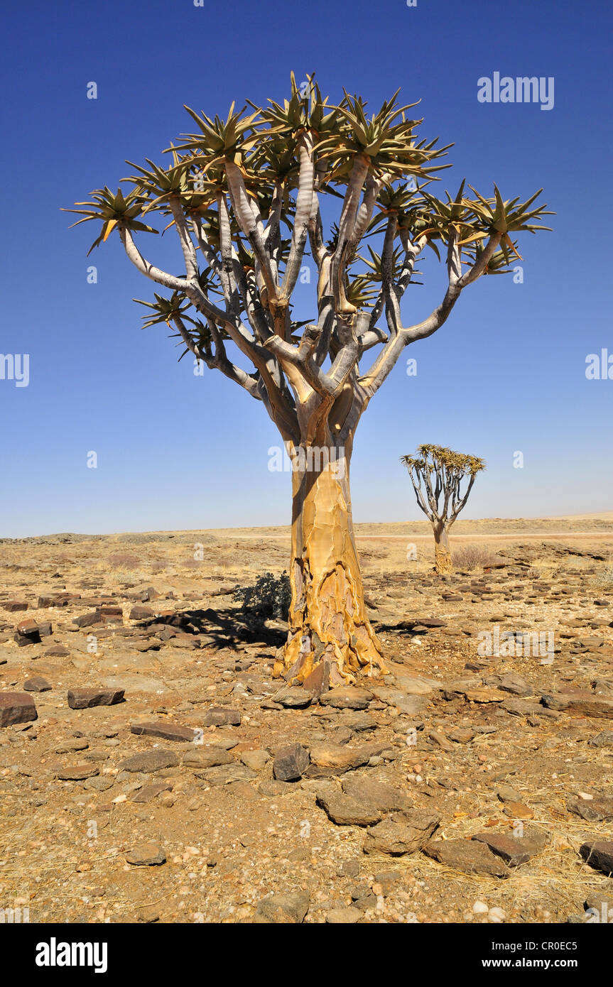 Quiver Tree ou Kokerboom (Aloe dichotoma) dans le désert du Namib près du Canyon de Kuiseb, Namibie, Afrique Banque D'Images