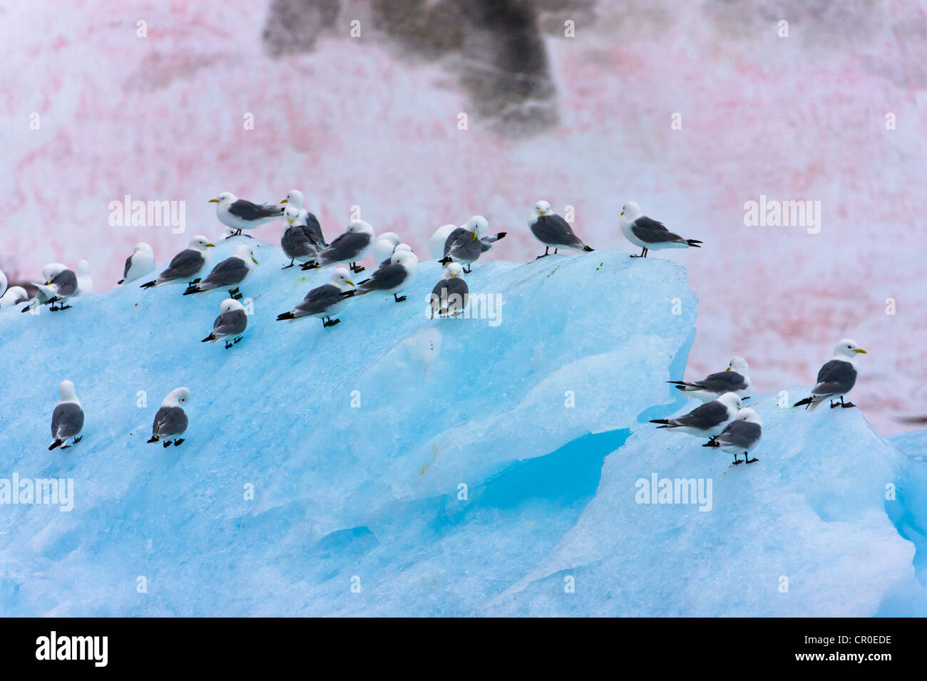 Goéland bourgmestre (Larus hyperboreus) sur l'iceberg, Hornsund, plus au sud du Spitzberg, Norvège fjord Banque D'Images