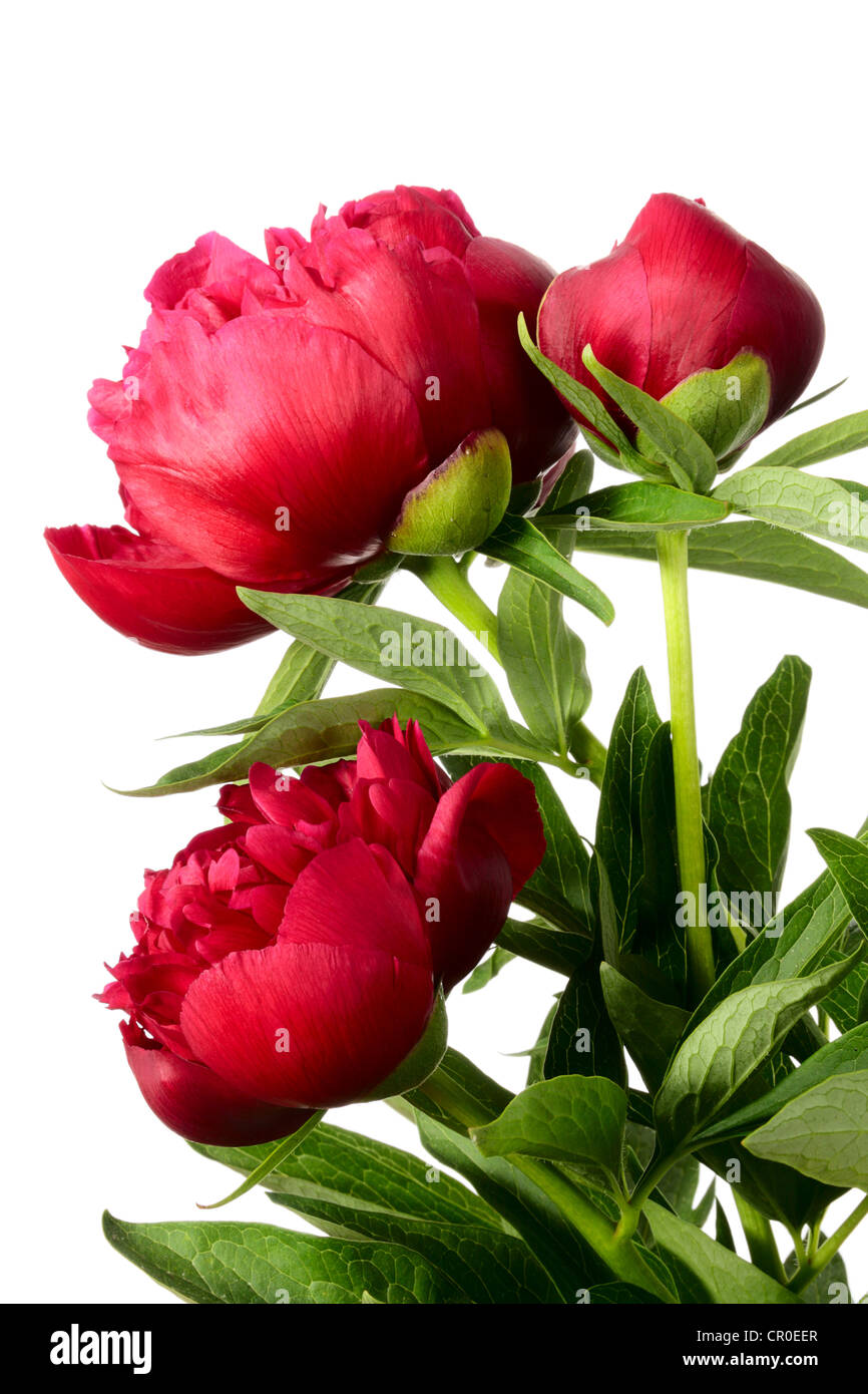 Pivoines. Trois fleurs vinique isolated on white Banque D'Images