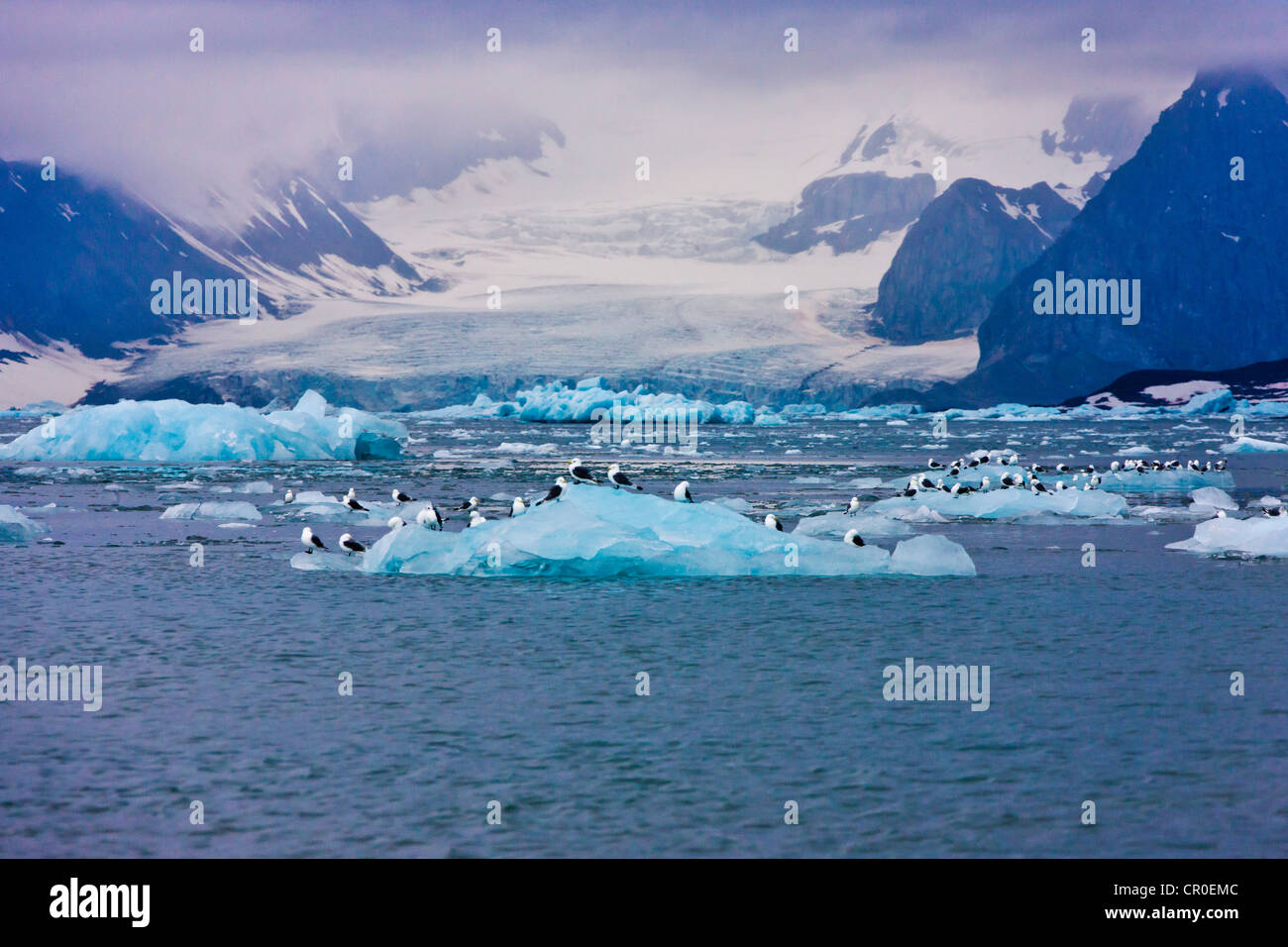 Goéland bourgmestre (Larus hyperboreus) sur l'iceberg, Hornsund, plus au sud du Spitzberg, Norvège fjord Banque D'Images